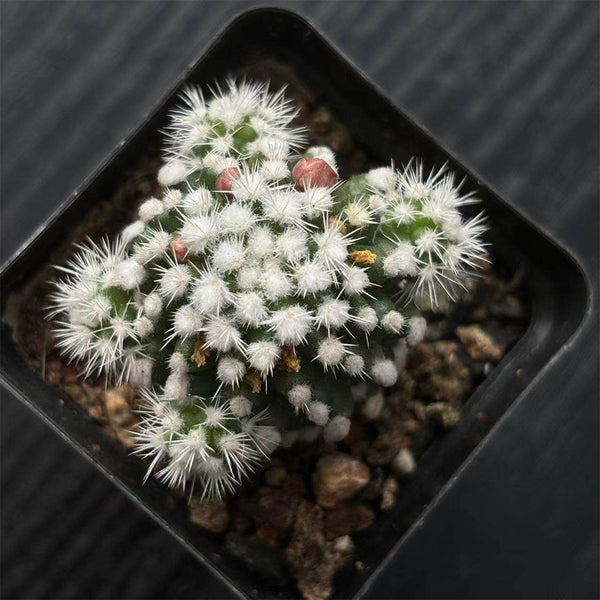 Mammillaria gracilis 'Arizona Snowcap', 2-3cm