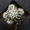 Mammillaria gracilis 'Arizona Snowcap', 2-3cm
