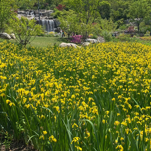 Yellow Flag Iris, 50 Seeds