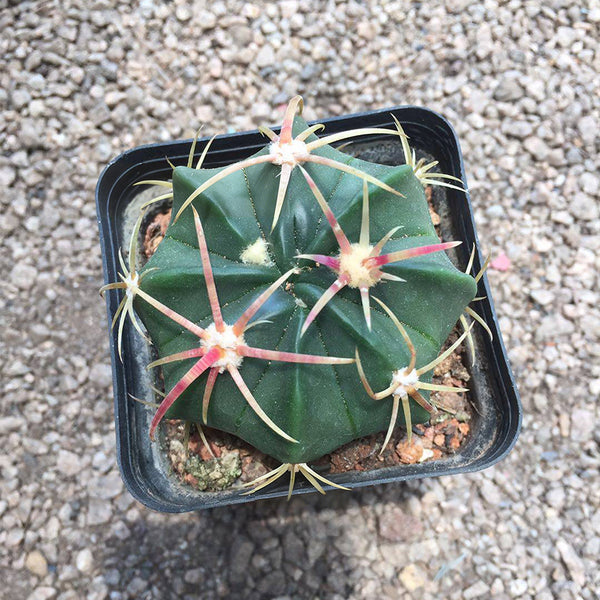Ferocactus macrodiscus, 3-4cm