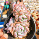 Echeveria cv. 'Snow of Dreams', 3pcs x 1-head