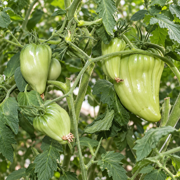 387 Cuore Antico di Acqui Terme Tomato, 5 Seeds