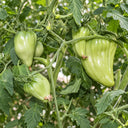 387 Cuore Antico di Acqui Terme Tomato, 5 Seeds