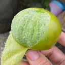 Super Sweet Sandy Green Tomato, 100 Seeds
