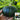 Tianbei No.6 Pumpkin, 50 Seeds