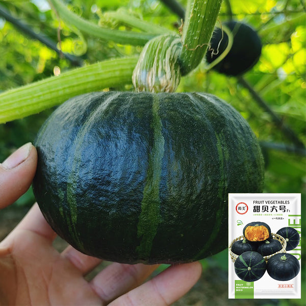 Tianbei No.6 Pumpkin, 50 Seeds