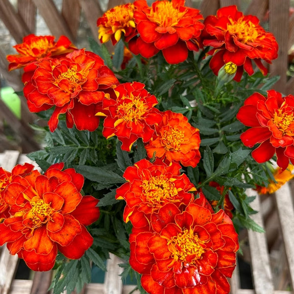 Red Double French Marigold, 200 Seeds