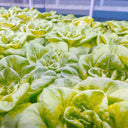 Silken Butter Lettuce Seeds, 2g
