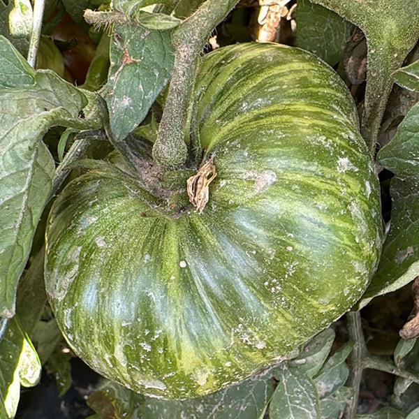 Big Cheef Steak Tomato, 10 Seeds