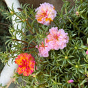 Double Flowered Mix Moss Rose, 5000 Seeds