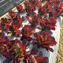 'Jing Zique' Lettuce Seeds, 1g