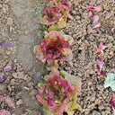 'Amethyst Cream' Lettuce Seeds, 2g