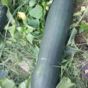 Black General Wax Gourd Seeds, 5g