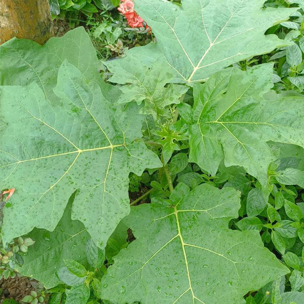 Tuolubamu Eggplant Rootstock Seeds, 5g