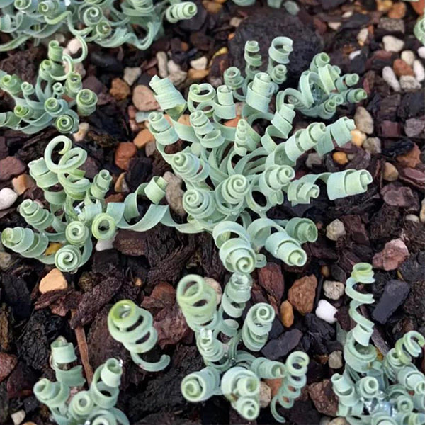 Broad-leaved Albuca Seeds, 100 Seeds