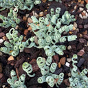 Broad-leaved Albuca Seeds, 100 Seeds