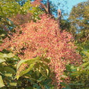 Chinese Sumac Seeds,100 Seeds