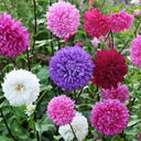 Hezhichun Mixed Color China Aster Seeds, 1g