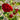 W965 Chater's Scarlet Double Hollyhock, 5 Seeds