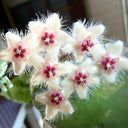 Hoya caudata, 1 Cutting