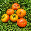 382 Dwarf Rosella Bicolor Tomato, 5 Seeds