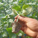 Qingyuan Black Stem Rootstock Seeds, 100 Grams ≈ 500 Seeds