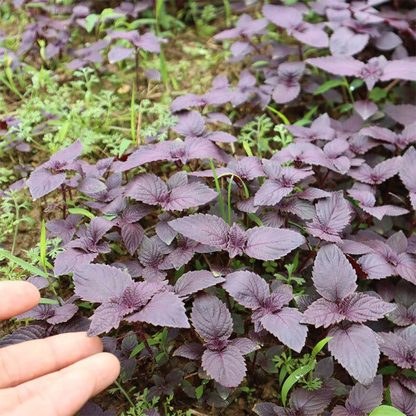 'Zifei' Purple Perilla Seeds, 5 Grams ≈ 3500 Seeds