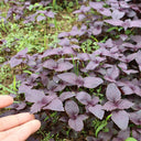 'Zifei' Purple Perilla Seeds, 5 Grams ≈ 3500 Seeds