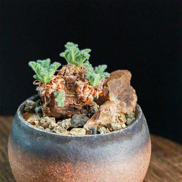 TD002 Pelargonium appendiculatum, 1 Dormant Tuber