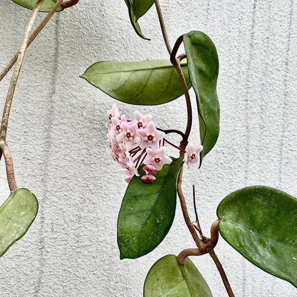 Hoya commutata, 1 Cutting