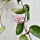 Hoya commutata, 1 Cutting