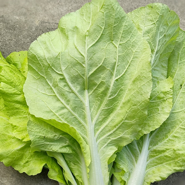 'Jiemei Golden Sweet' Bok Choy Seeds, 20g