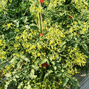 625 Sun Bunnies Multiflora Tomato, 5 Seeds