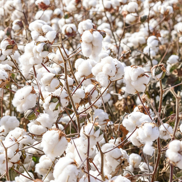 Baimian No.1 Cotton, 50 Seeds