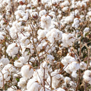 Baimian No.1 Cotton, 50 Seeds