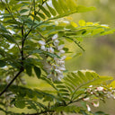 Black Locust Seeds, 10g