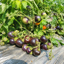 26 Blaue Zimmertomate Micro Dwarf Tomato, 5 Seeds