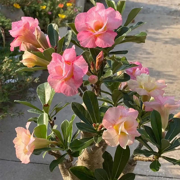 Mixed Color Desert Rose, 20 Seeds