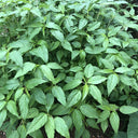 Chaozhou Jute Leaf Seeds, 10g