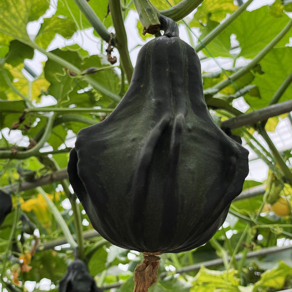 Hezhichun Decorative Pumpkin Seed Mix, 10 Seeds