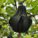 Hezhichun Decorative Pumpkin Seed Mix, 10 Seeds