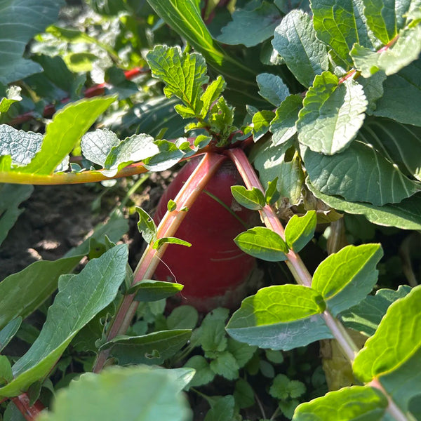 East Sea Fruit Radish Seeds, 5g
