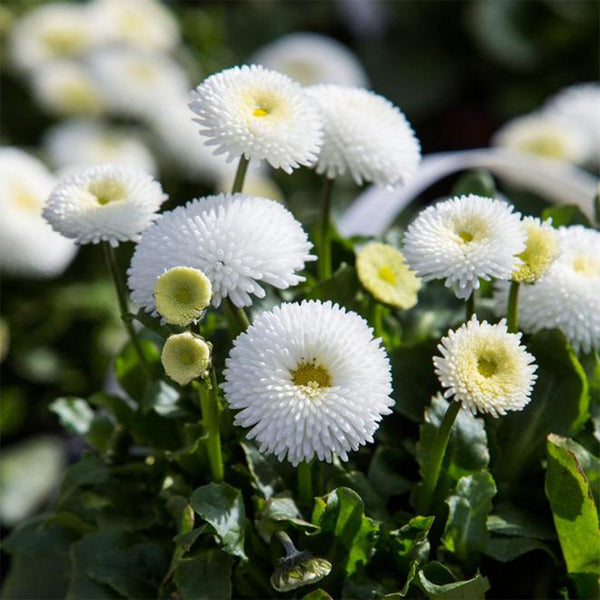 Bellis perennis 'Pomponette', 100 Seeds