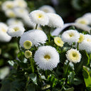 Bellis perennis 'Pomponette', 100 Seeds