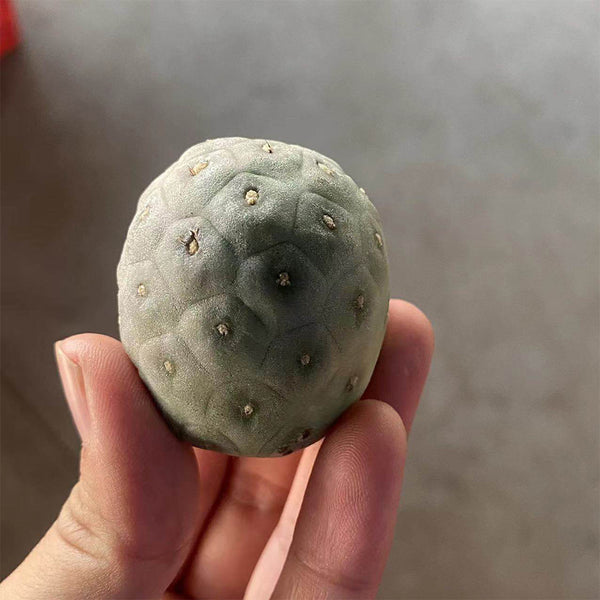 Tephrocactus geometricus Live Cactus