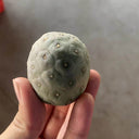 Tephrocactus geometricus Live Cactus