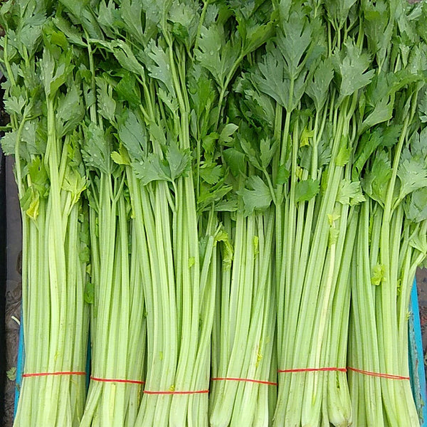 Michelin Fruit Celery Seeds, 10g