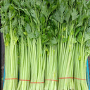 Michelin Fruit Celery Seeds, 10g