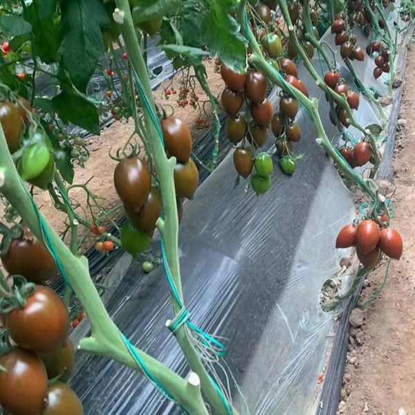 Purple Roman Tomato Seeds, 10 Seeds