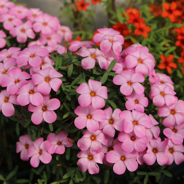 Oxalis obtusa Series Bulb - 'Shy Moon', 3 Bulbs
